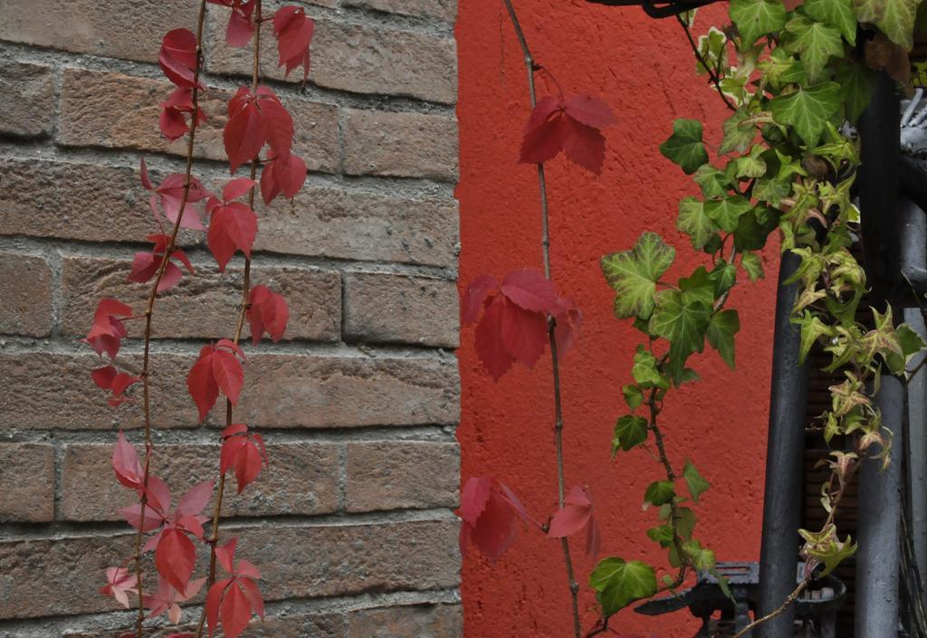 B&B Edera Castagnole Piemonte Zewnętrze zdjęcie